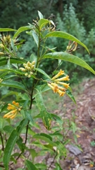 Cestrum thyrsoideum
