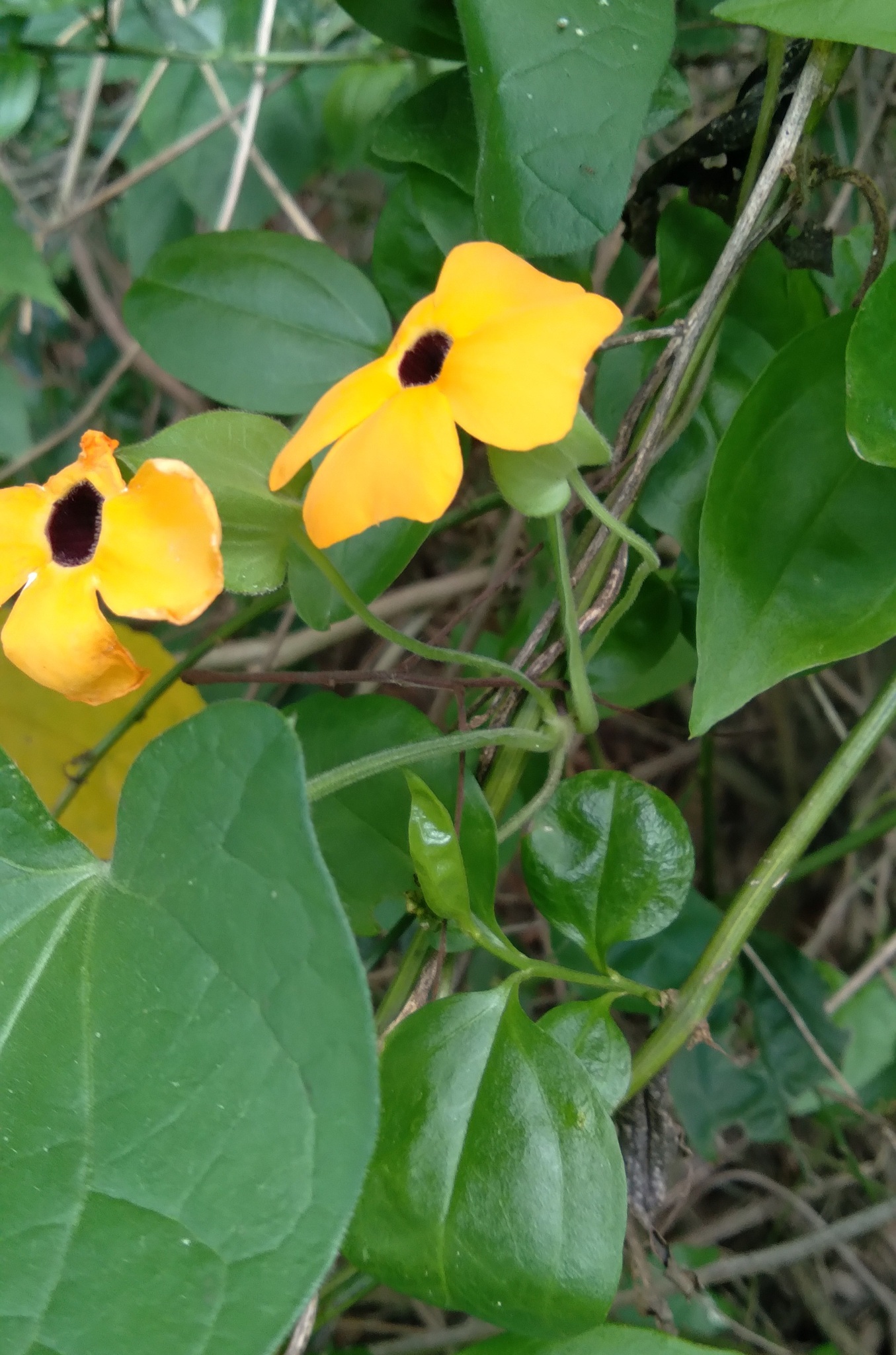 Thunbergia alata