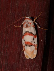Cyana cruentata