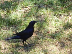 Molothrus bonariensis