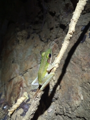 Chalcorana parvaccola