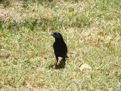 Molothrus bonariensis