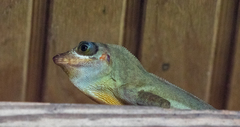 Anolis richardii