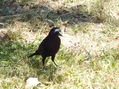 Molothrus bonariensis
