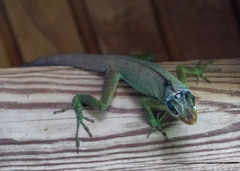 Anolis richardii