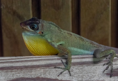 Anolis richardii