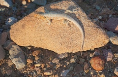 Liolaemus atacamensis