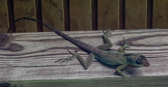 Anolis richardii