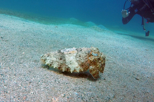 Hooded Cuttlefish — seen at this dive site