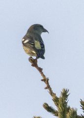 Loxia leucoptera image