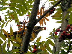 Turdus iliacus