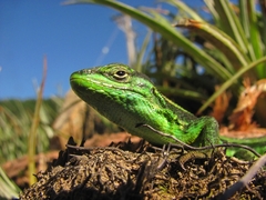 Liolaemus cyanogaster