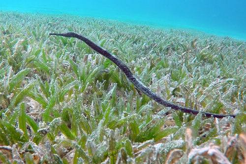 Bentstick Pipefish