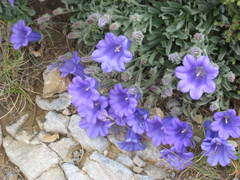 Campanula oreadum