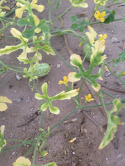 Cucumis anguria