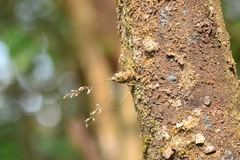Dendrobium turbinatum