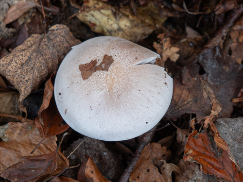 Lepista glaucocana — (c) rainerburkard, some rights reserved (CC BY)