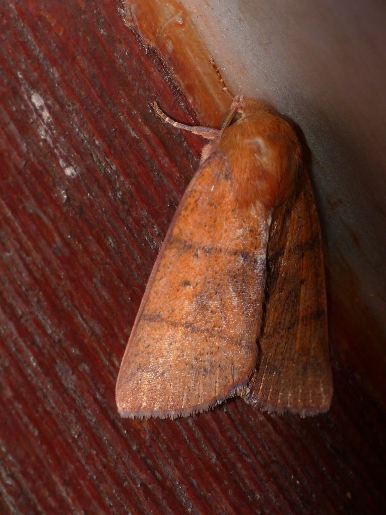 Xenochroa ferrinigra