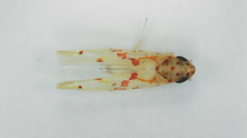 Zygina rorida