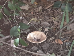 Basidiomycota