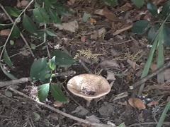 Basidiomycota