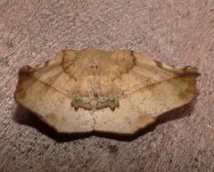 Garaeus altapicata