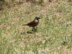 Molothrus bonariensis