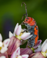 Tetraopes tetrophthalmus