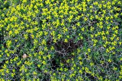 Euphorbia acanthothamnos