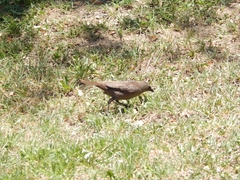 Molothrus bonariensis