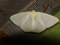Ourapteryx incaudata