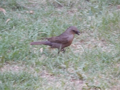 Molothrus bonariensis