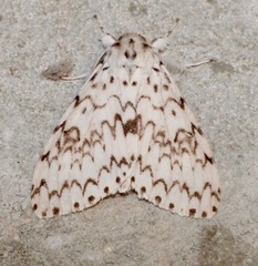 Lymantria singapura