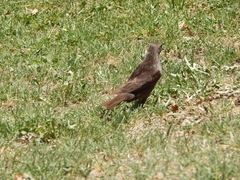 Molothrus bonariensis