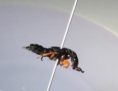 Dinothenarus badipes