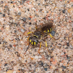 Aphilanthops frigidus