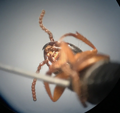 Dinothenarus badipes