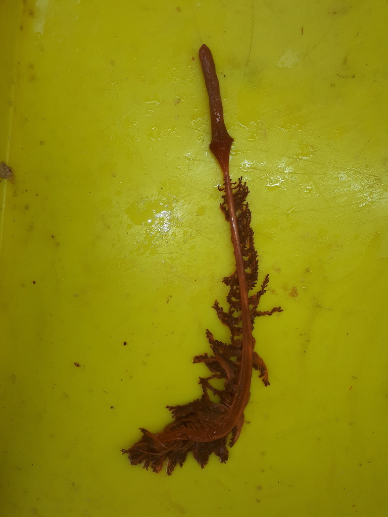 greater sea pen