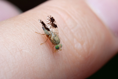 Tephritis divisa