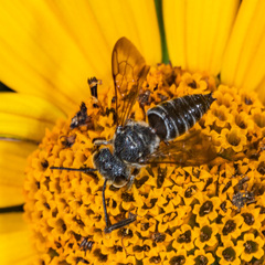Coelioxys modestus