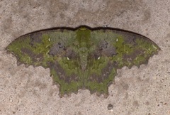 Paramaxates spinivesica