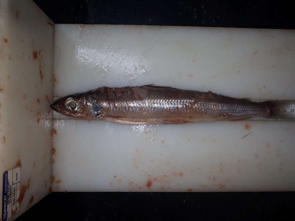 Atlantic argentine (Argentina silus) — Argentinidae