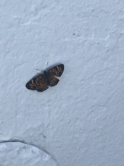 Phyciodes phaon phaon