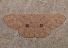 Perixera melantroches