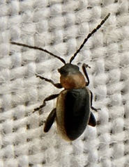 Longitarsus dorsalis