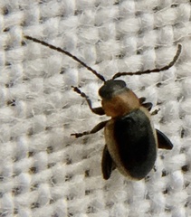 Longitarsus dorsalis