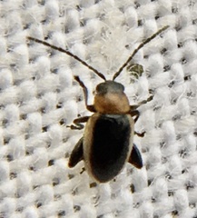Longitarsus dorsalis