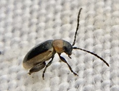 Longitarsus dorsalis