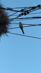 Myiopsitta monachus