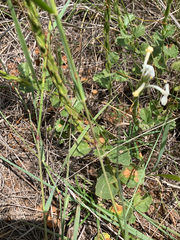 Chascanum hederaceum